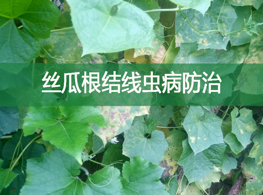 絲瓜根結(jié)線蟲病防治