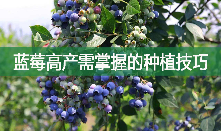藍莓高產需掌握的種植技巧