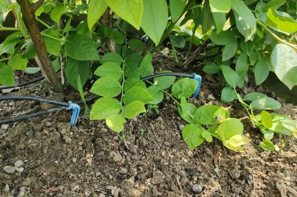 碳中和目標(biāo)的5種方法，如何成就低碳農(nóng)業(yè)？