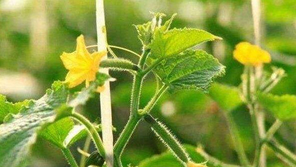 農業物聯網種植中草藥的意義