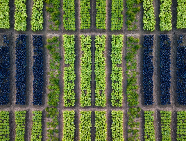 加快推進農業農村現代化 匯聚更強大力量全面推進鄉村振興