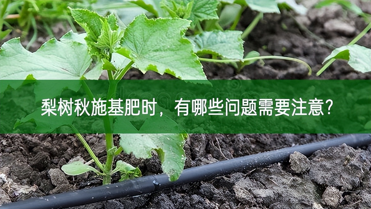 梨樹秋施基肥時，有哪些問題需要注意?