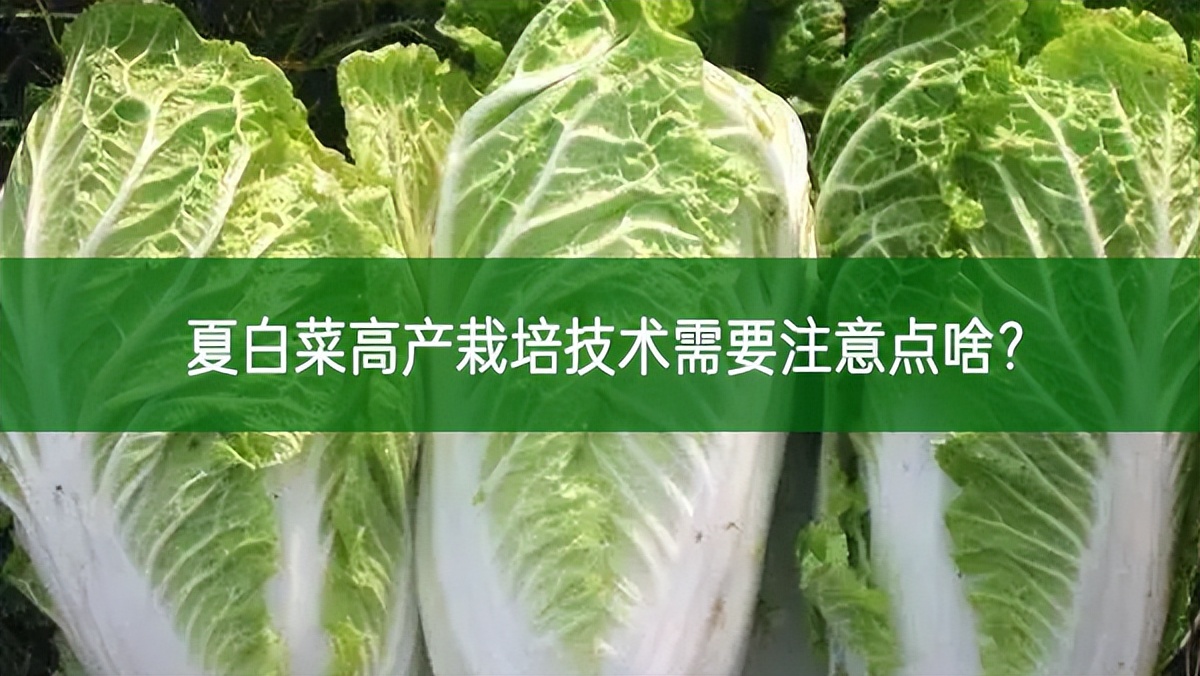 夏白菜高產栽培技術需要注意點啥?