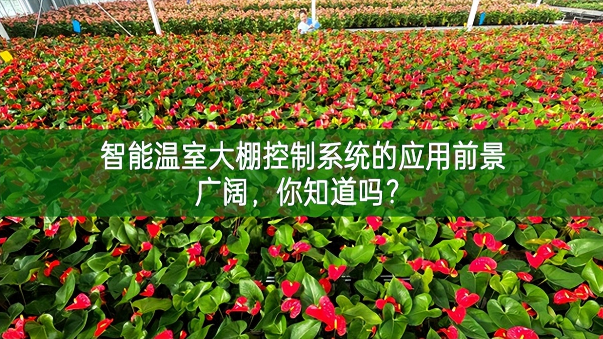 智能溫室大棚控制系統的應用前景廣闊，你知道嗎?