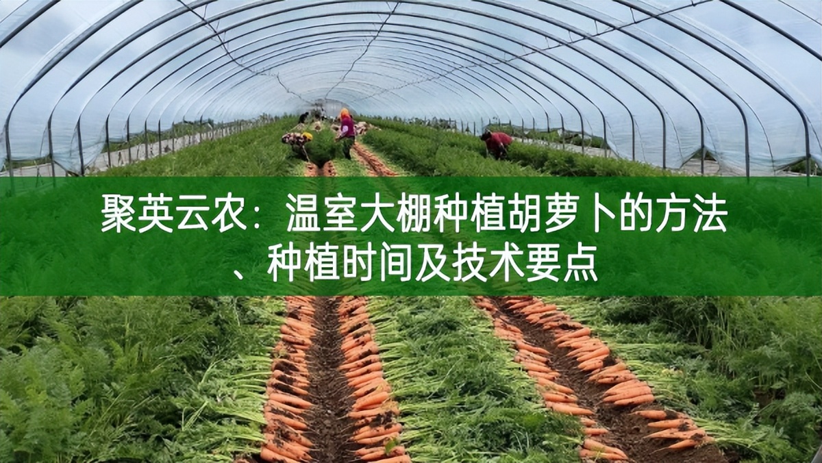 聚英云農：溫室大棚種植胡蘿卜的方法、種植時間及技術要點