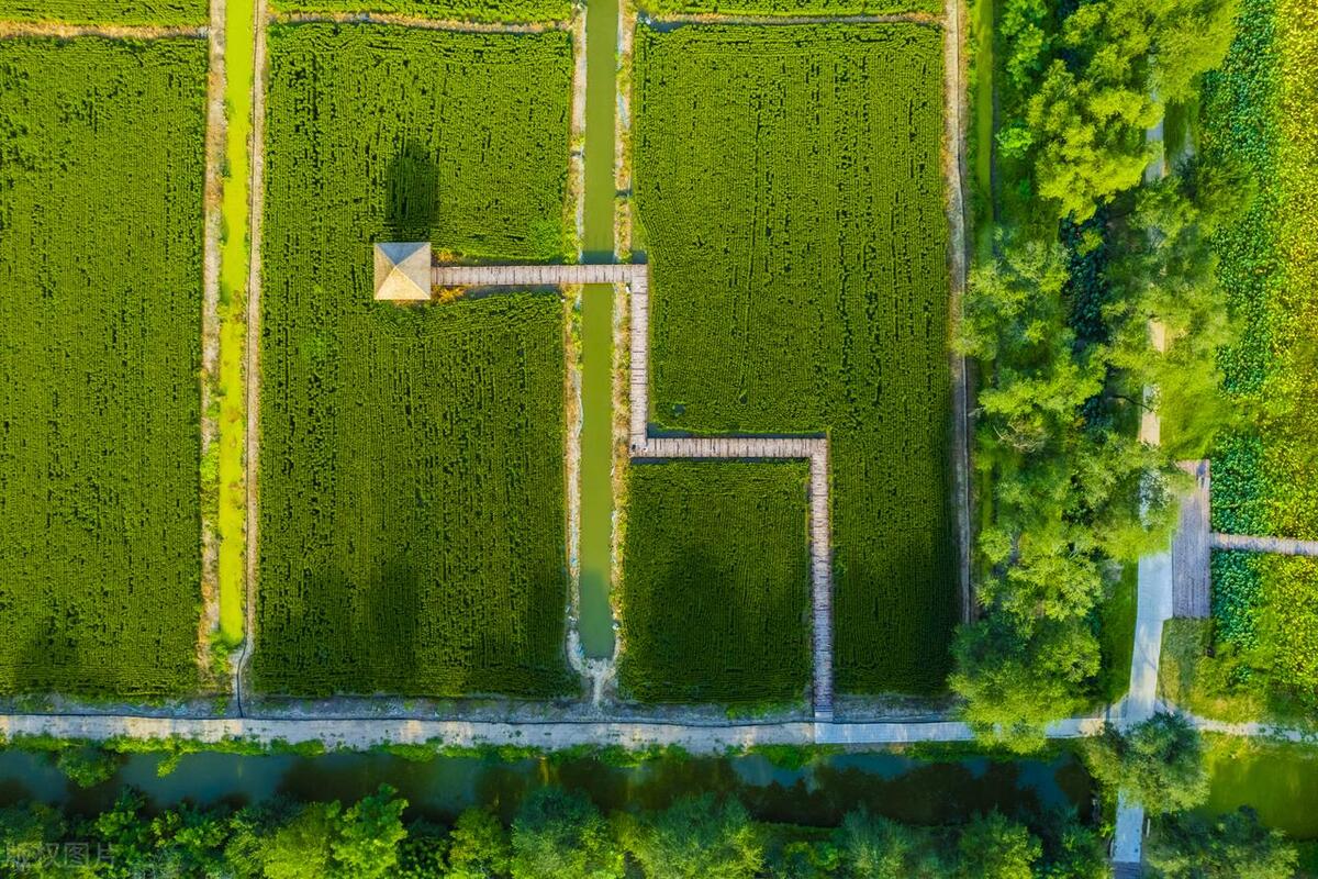 貞豐：集中育秧助力農(nóng)業(yè)生產(chǎn)提質(zhì)增效