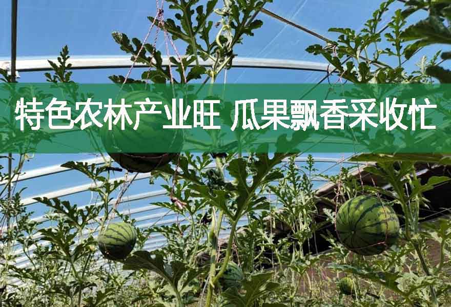 特色農林產業(yè)旺 瓜果飄香采收忙