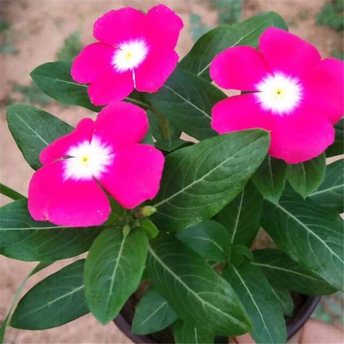 長(zhǎng)春花種植