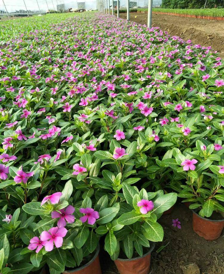 長(zhǎng)春花種植