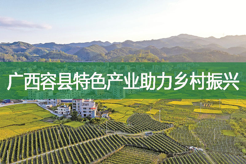 廣西容縣特色產業助力鄉村振興