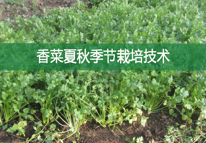 香菜夏秋季節栽培技術