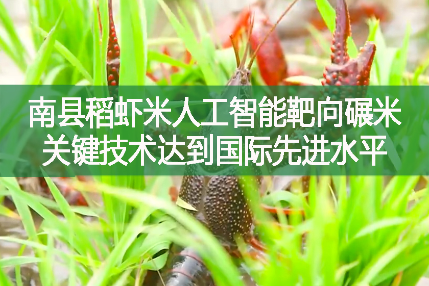 南縣稻蝦米人工智能靶向碾米關(guān)鍵技術(shù)達(dá)到國際先進(jìn)水平