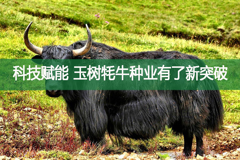 科技賦能 玉樹牦牛種業(yè)有了新突破