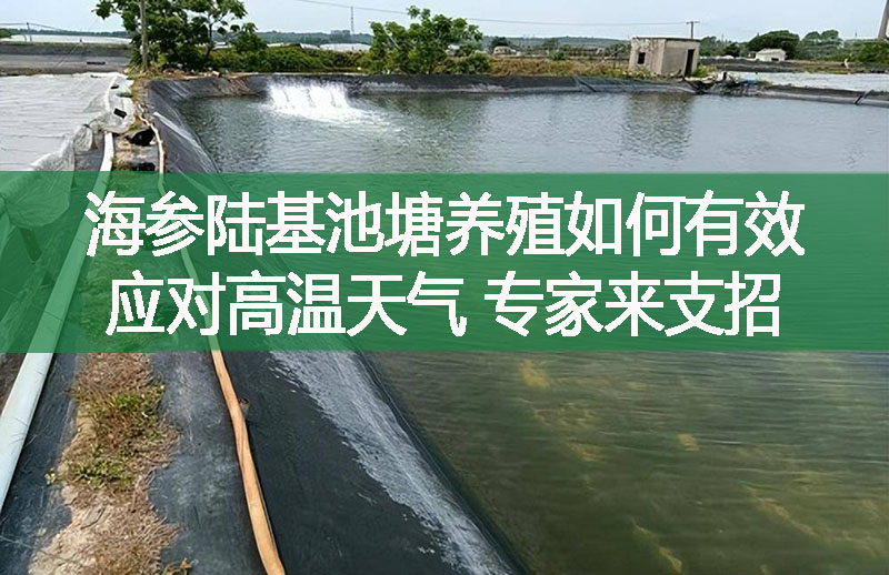 海參陸基池塘養(yǎng)殖如何有效應(yīng)對(duì)高溫天氣?專(zhuān)家來(lái)支招