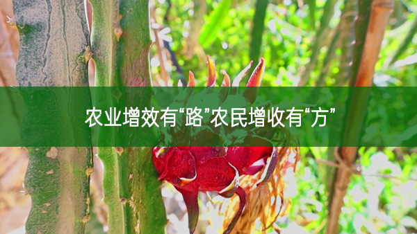 農業增效有“路”農民增收有“方”