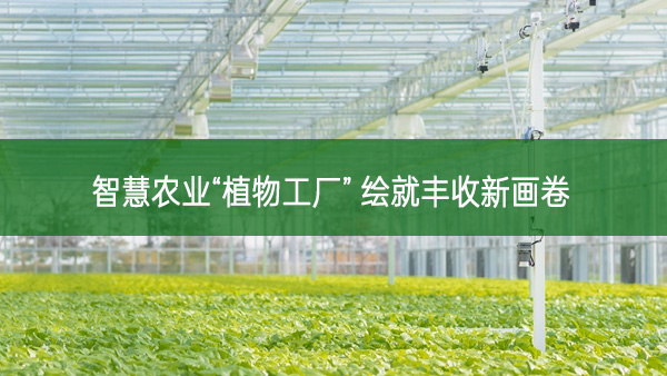 智慧農(nóng)業(yè)“植物工廠” 繪就豐收新畫卷