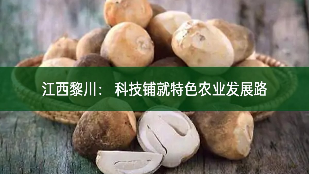 江西黎川： 科技鋪就特色農業發展路