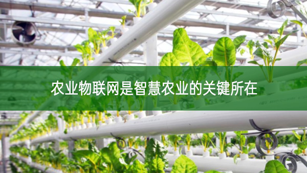 農(nóng)業(yè)物聯(lián)網(wǎng)：智慧農(nóng)業(yè)的關(guān)鍵所在