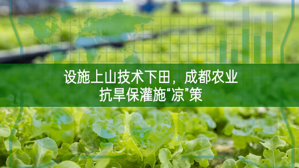 設施上山技術下田 成都農業(yè)抗旱保灌施“涼”策