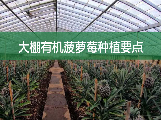 大棚有機菠蘿莓種植要點