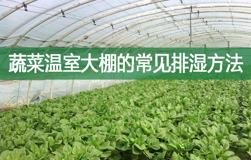 蔬菜溫室大棚的常見(jiàn)排濕方法