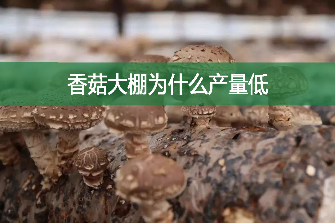香菇大棚為什么產量低