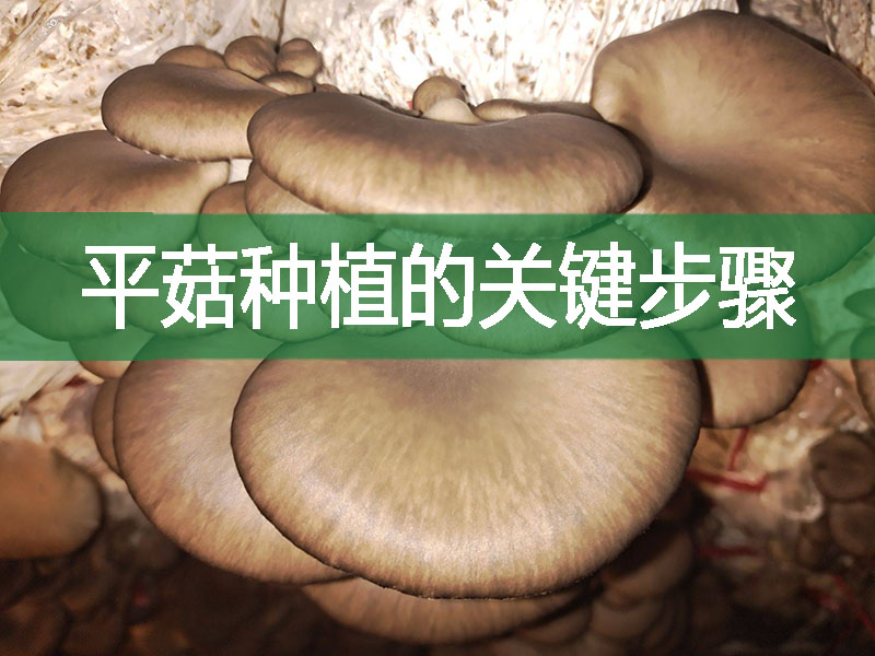 平菇種植的關鍵步驟