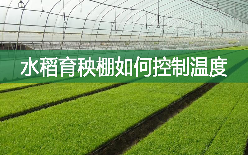 水稻育秧棚如何控制溫度