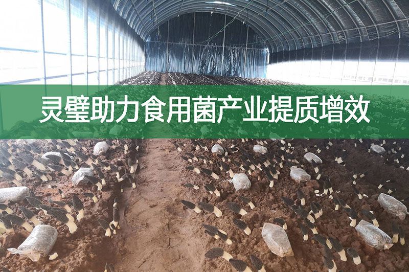靈璧助力食用菌產業提質增效