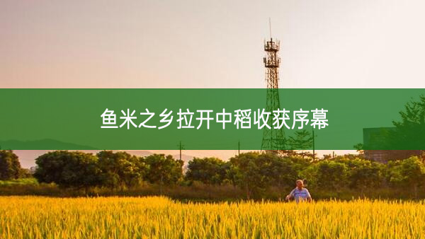 魚(yú)米之鄉(xiāng)拉開(kāi)中稻收獲序幕