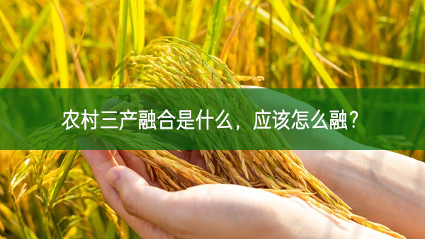 農村三產融合是什么，應該怎么融？