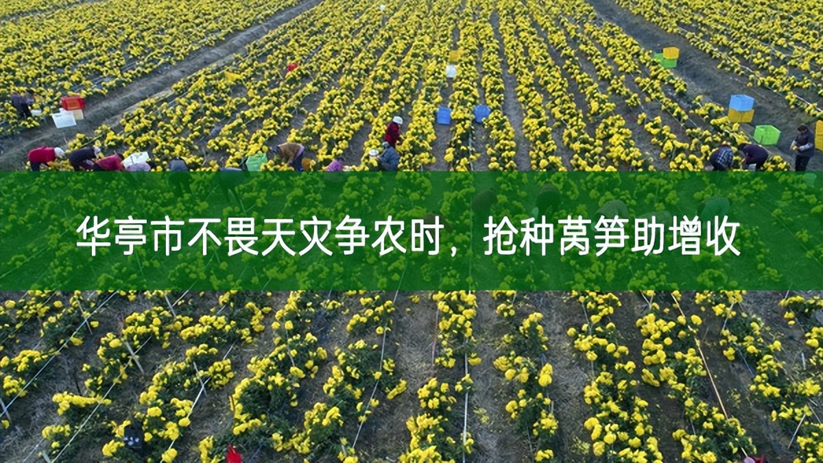 華亭市不畏天災爭農時 搶種萵筍助增收