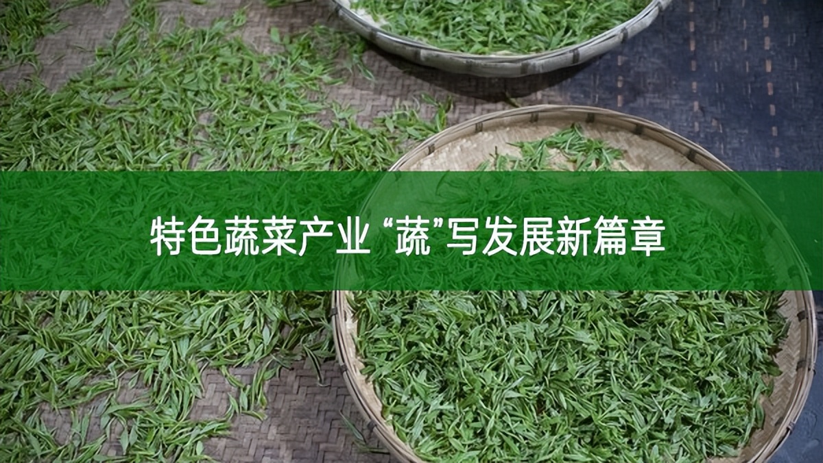 特色蔬菜產業 “蔬”寫發展新篇章