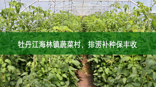 牡丹江海林鎮(zhèn)蔬菜村，排澇補(bǔ)種保豐收