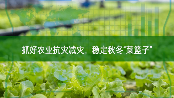 抓好農業抗災減災，穩定秋冬“菜籃子”