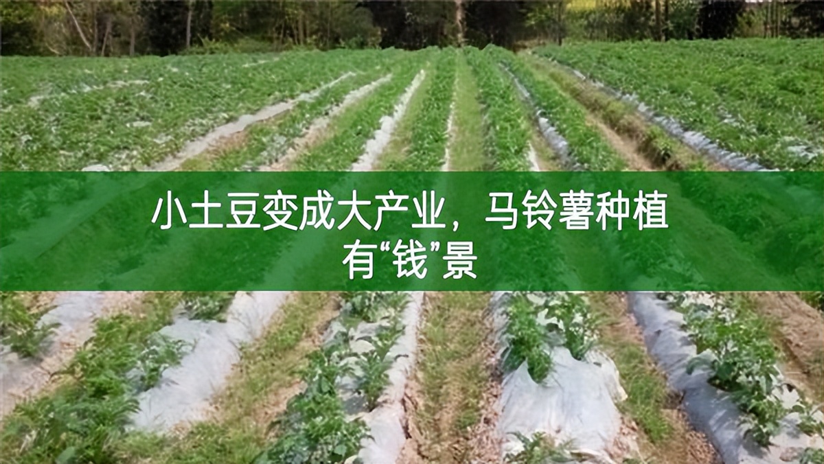 小土豆變成大產(chǎn)業(yè)，馬鈴薯種植有“錢”景