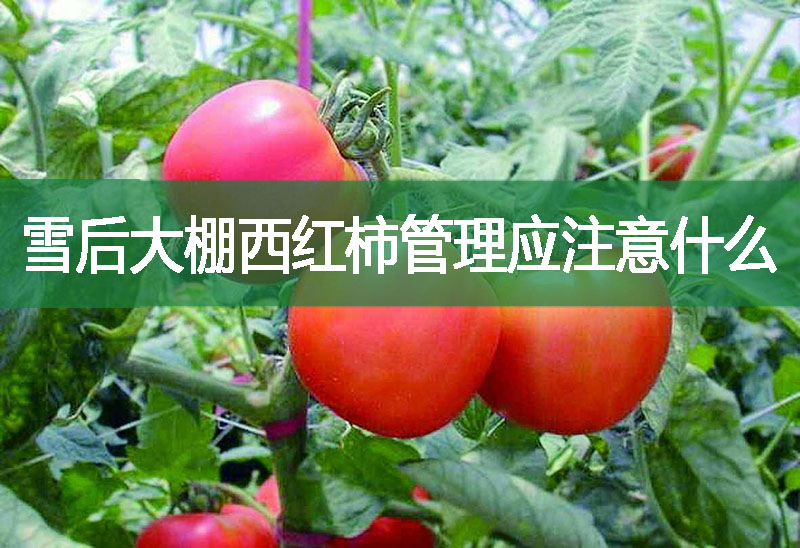 雪后大棚西紅柿管理應注意什么?