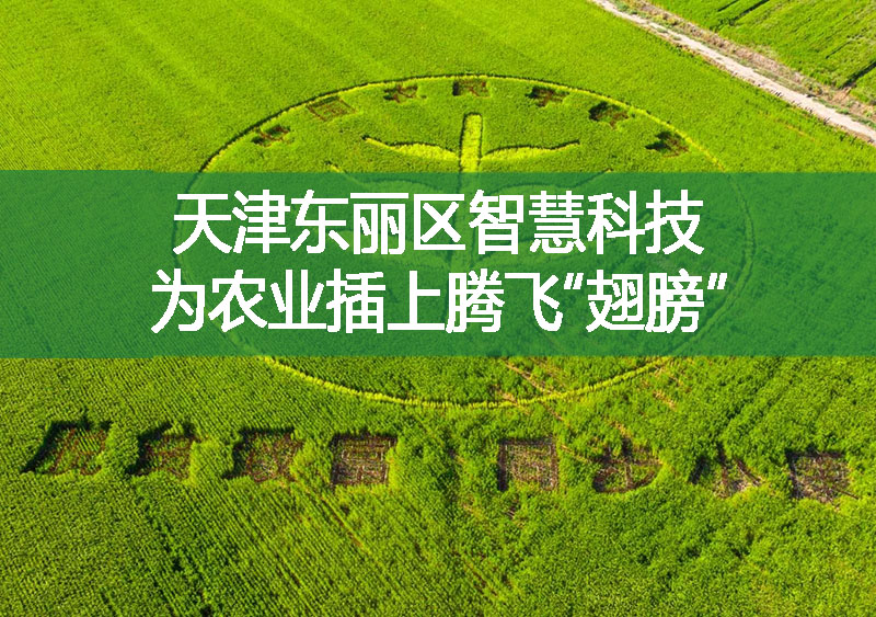 天津東麗區智慧科技 為農業插上騰飛“翅膀”