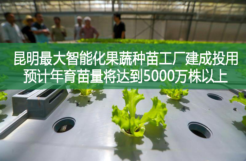 昆明最大智能化果蔬種苗工廠建成投用 預計年育苗量將達到5000萬株以上