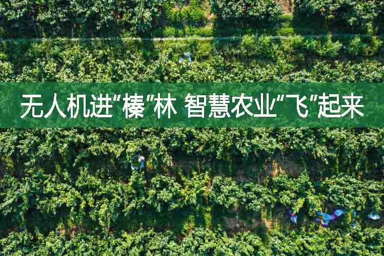 無人機進“榛”林，智慧農(nóng)業(yè)“飛”起來