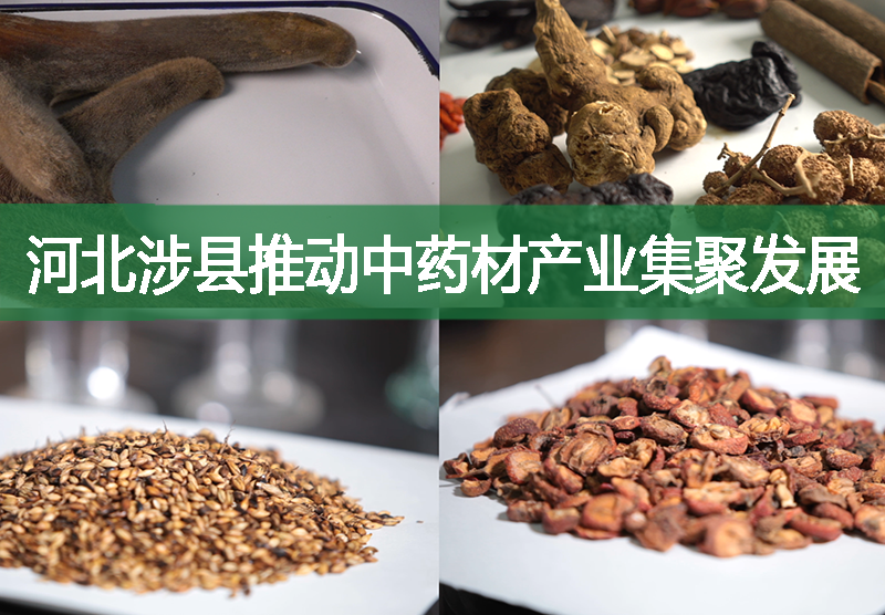 河北涉縣推動中藥材產業(yè)集聚發(fā)展