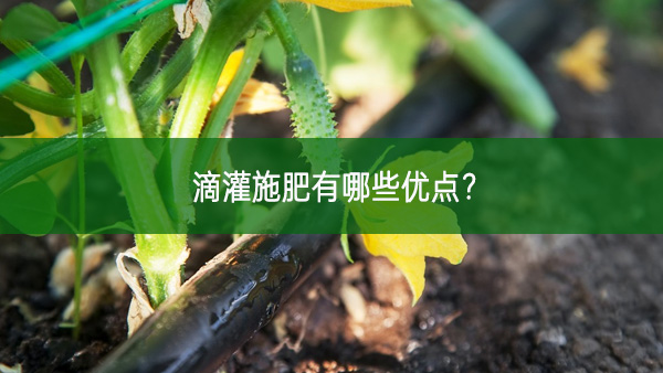 滴灌施肥有哪些優(yōu)點(diǎn)？