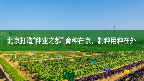 北京打造“種業(yè)之都” 育種在京，制種用種在外