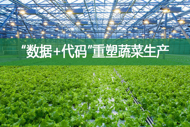 “數(shù)據(jù)+代碼”重塑蔬菜生產(chǎn)