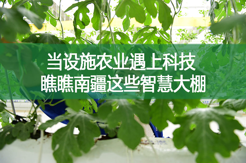 當設施農業遇上科技 瞧瞧南疆這些智慧大棚