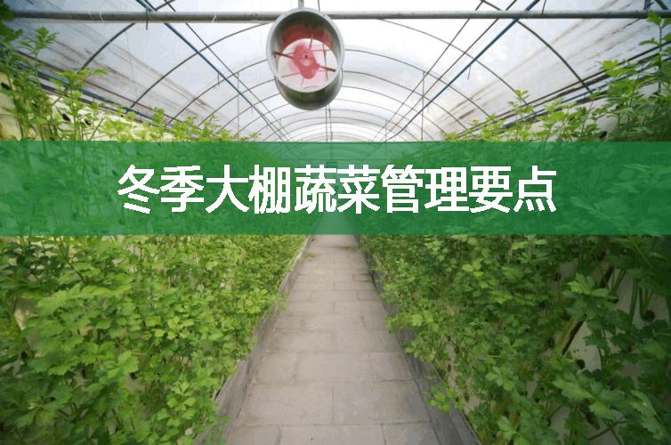 冬季大棚蔬菜管理要點