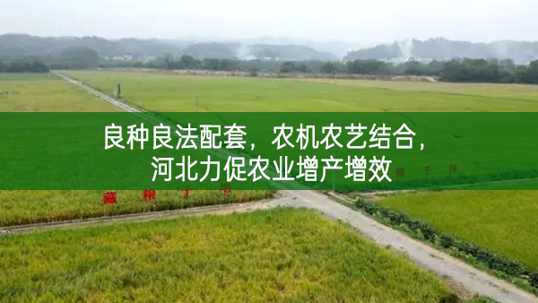 良種良法配套 農機農藝結合 河北力促農業增產增效