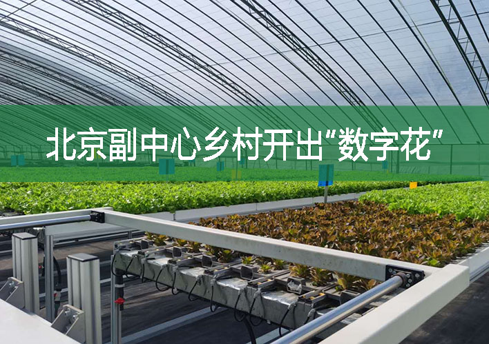 北京副中心鄉村開出“數字花”