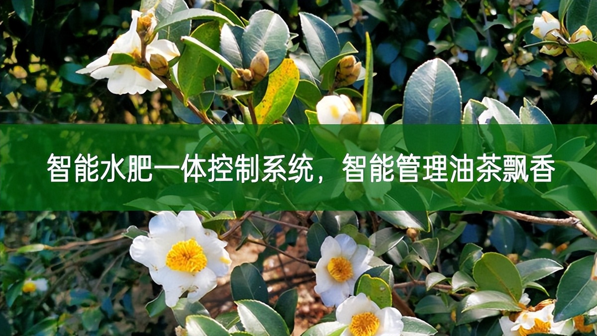 智能水肥一體控制系統，智能管理油茶飄香