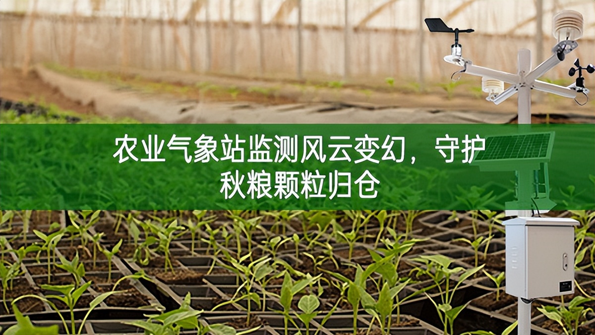 農業氣象站監測風云變幻，守護秋糧顆粒歸倉